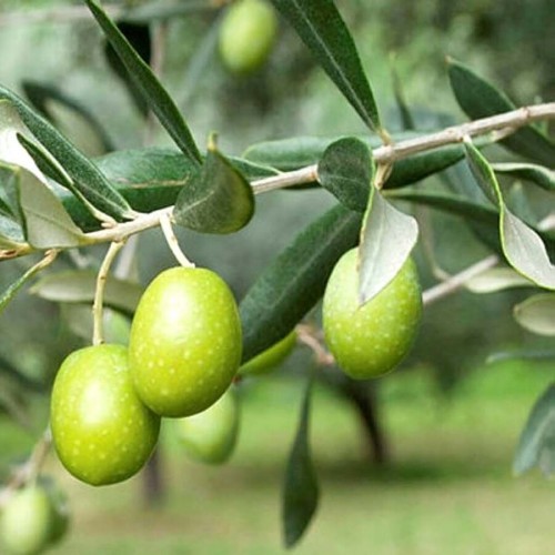 Tavşan Yüreği Zeytin 1 Kg